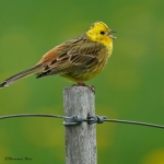 20220509 Goldammer 10 1 DSC08388.jpg